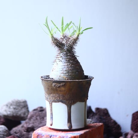 パキポディウム グラキリス   Pachypodium rosulatum var. gracilius no.53108