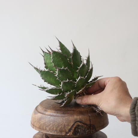 新品Mサイズ kaitlynSepia Agave 新品Mサイズ kaitlynSepia Agave