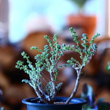 ペラルゴニム   アルテルナンス  Pelargonium alternans    no.111504④
