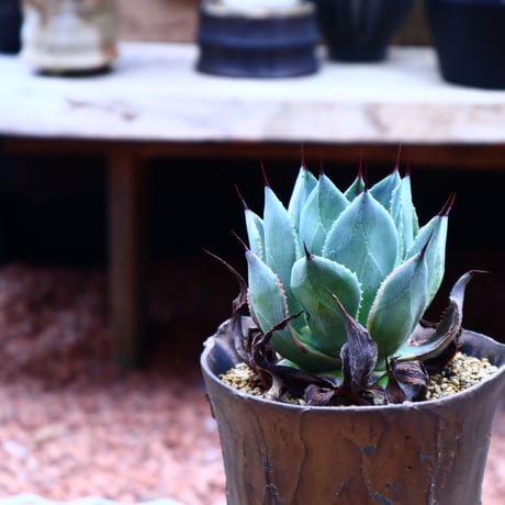 アガベ   ポタトラム  鳳凰／ Agave potatorum  'houou'   no.50216