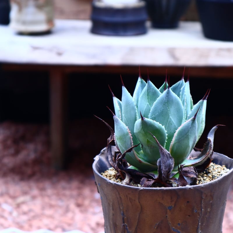 アガベ ポタトラム 鳳凰/ Agave potatorum 'houou' no. アガベ ポタトラム 鳳凰/ Agave potatorum 'houou' no.