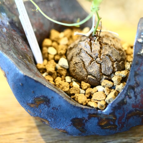 Dioscorea elephantipe × Kazuhiro Arima    no.123112