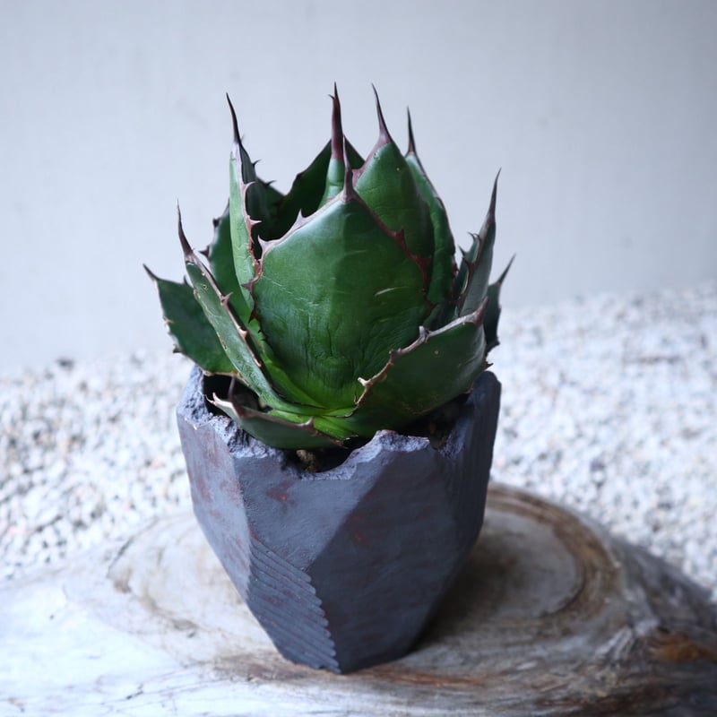 アガベ ホリダ Agave horrida no.122216 | 芽の巣山