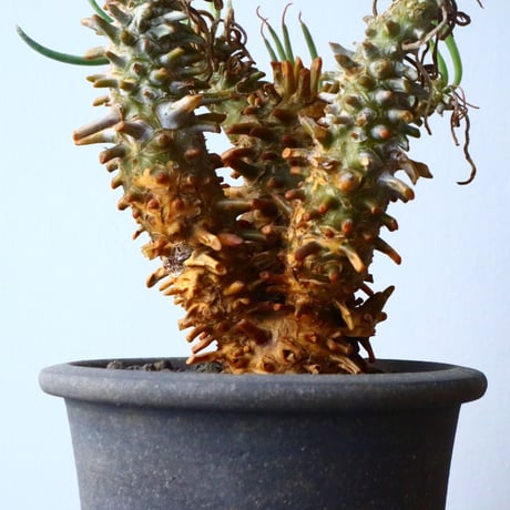 チレコドン   ワリチー     Tylecodon wallichii No.016