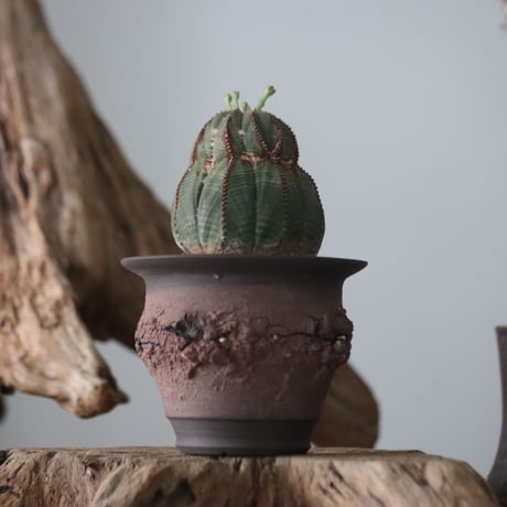 Euphorbia obesa ♂ × Ion Fukazawa / PLANETX  no.63005