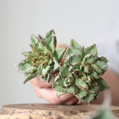 Agave titanota filigree Devil/ Style of Chika　no.42139