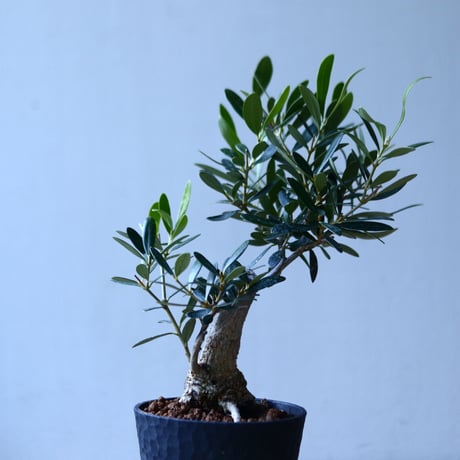 オリーブ　Olea europaea　 no.110846-5