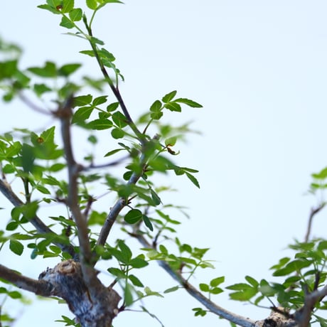 ブルセラ ファガロイデス / Bursera fagaroides   no.62514