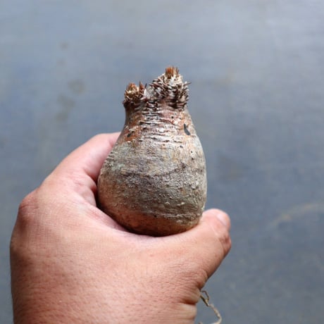 パキポディウム グラキリス 抜苗  Pachypodium rosulatum var. gracilius no.92913