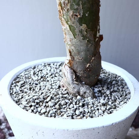 セサモタムナス ルガルディー  天狗のごますり  Sesamothamnus lugardii    no.61601