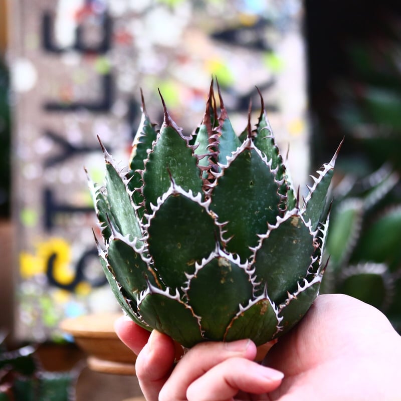 アガベ ホリダ／Agave horrida no.10301 | 芽の巣山