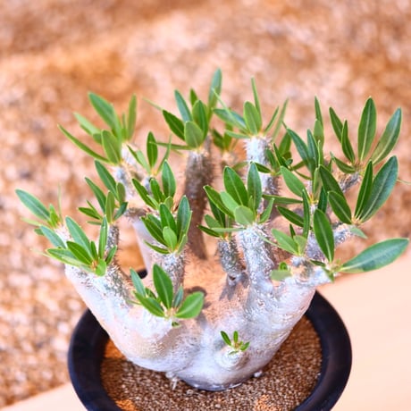 パキポディウム ブレビカリックス / Pachypodium densiflorum var. brevicalyx      no.41604
