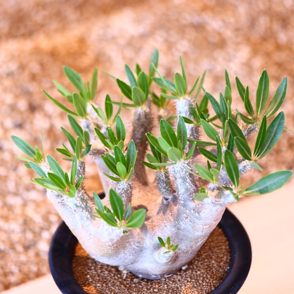 ち*ん様 パキポディウム　ブレビカリックス パキポディウム ブレビカリックス / Pachypodium densiflorum