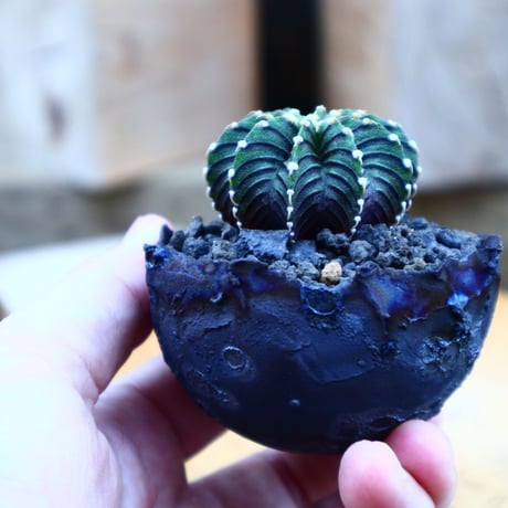 ギムノカリキウム   フィードリッフィーLB2178／Gymnocalycium friedrichii    no.80802