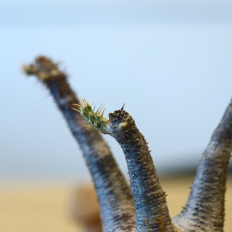 Pachypodium gracilius × soso   no.204014