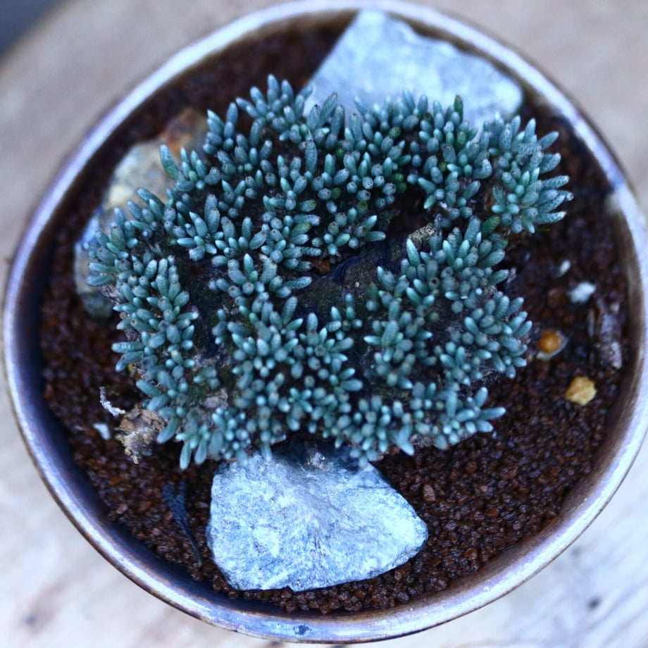 61c754692ee5c2468ff37cce