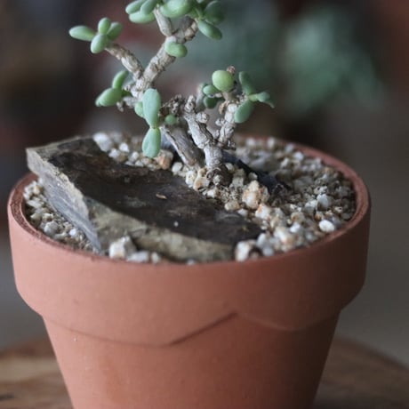 Ceraria pygmaea × YAMABACHI  no1115-32