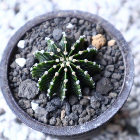 ギムノカリキウム   フィードリッフィーLB2178  Gymnocalycium friedrichii    no.91514