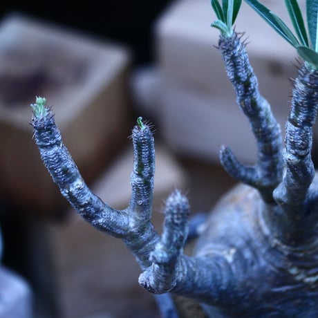 パキポディウム  グラキリス ／Pachypodium  gracilius     no.103148