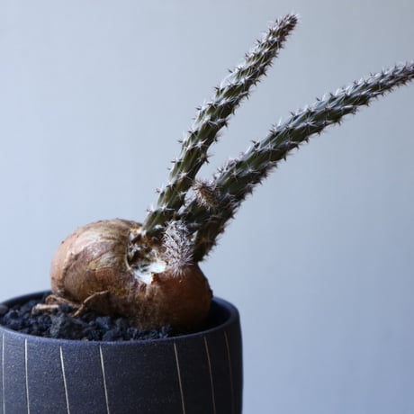プテロカクタス ツベローサス   黒竜     Pterocactus tuberosus   no.51920