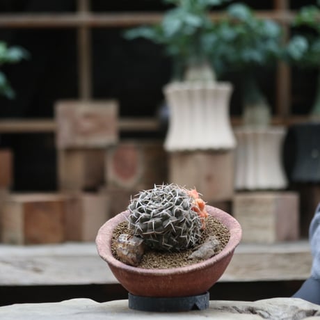 ギムノカリキウム 守殿玉錦／Gymnocalycium stellatum f. varieg.   no.101639