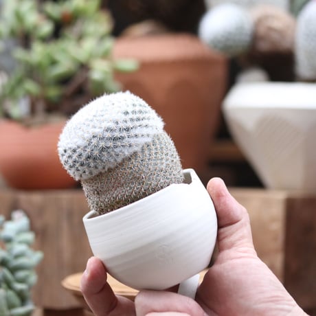 マミラリア 希望丸／Mammillaria albilanata   no.112735