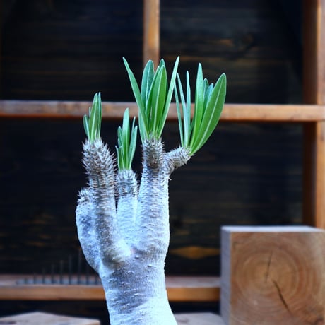 パキポディウム  イノピナツム／Pachypodium Inopinatum   no.80830