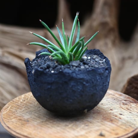 アガベ  アルボピロサ / Agave Albopilosa   no.30548