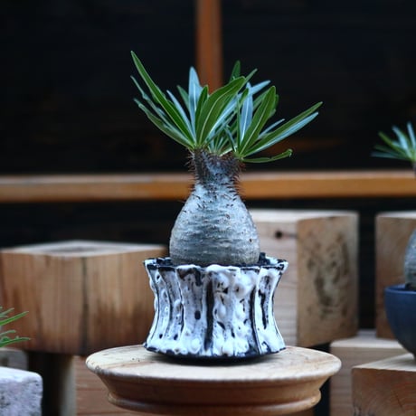 パキポディウム  グラキリス ／Pachypodium  gracilius     no.103170