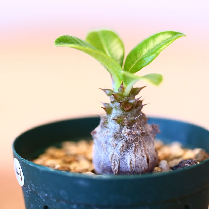 パキポディウム ウィンゾリー(実生) / Pachypodium baronii var. w