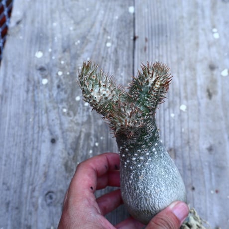 パキポディウム  イノピナツム  抜苗／Pachypodium Inopinatum     no.I-14