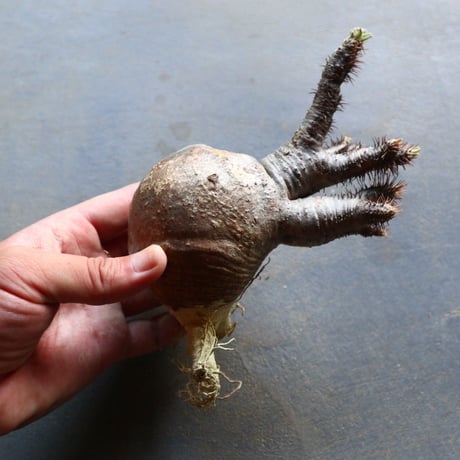 パキポディウム グラキリス 抜苗  Pachypodium rosulatum var. gracilius no.92934