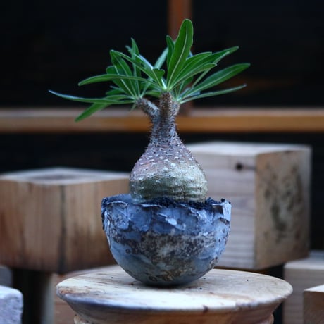 パキポディウム  グラキリス ／Pachypodium  gracilius     no.103172
