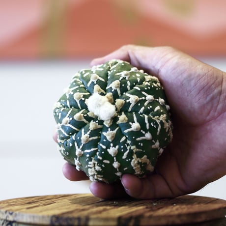 アストロフィツム〝スーパー兜″ アロータイプ / Astrophytum asterias Arrow type 'Super Kabuto'   no.423/1
