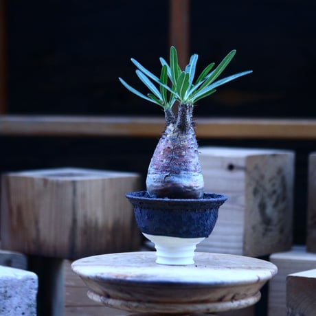 パキポディウム  グラキリス ／Pachypodium  gracilius     no.103164