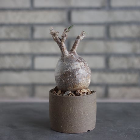 Pachypodium gracilius × N/OH (3号)  no.510/54