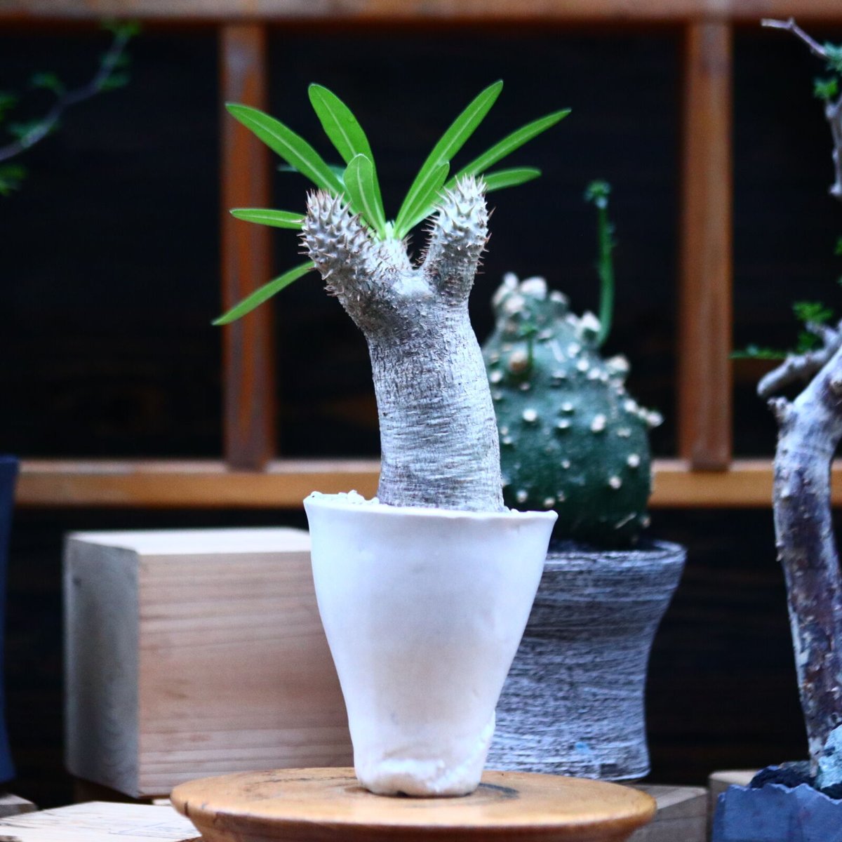 パキポディウム イノピナツム／Pachypodium Inopinatum no.100