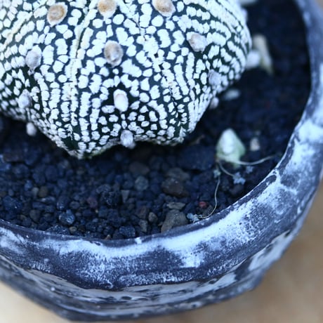 アストロフィツム   スーパー兜／Astrophytum asterias 'Super Kabuto'   no.20650