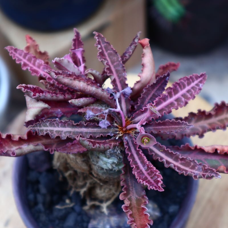 ユーフォルビア フランコイシー／Euphorbia francoisii no.5161