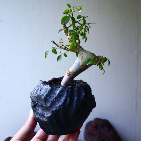 コミフォラ  カタフ v.ターカネンシス    Commiphora kataf ver.turkanensis      no.011