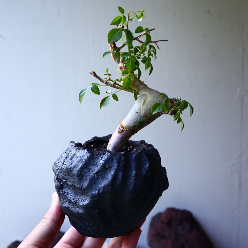 コミフォラ カタフ v.ターカネンシス Commiphora kataf ver.tu...