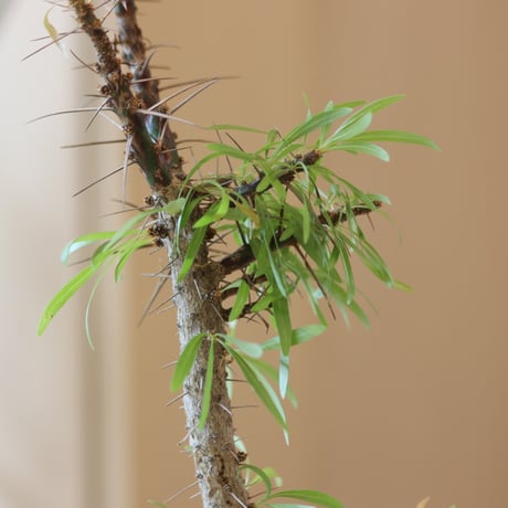 Fouquieria purpusii × N/OH   no.228-4