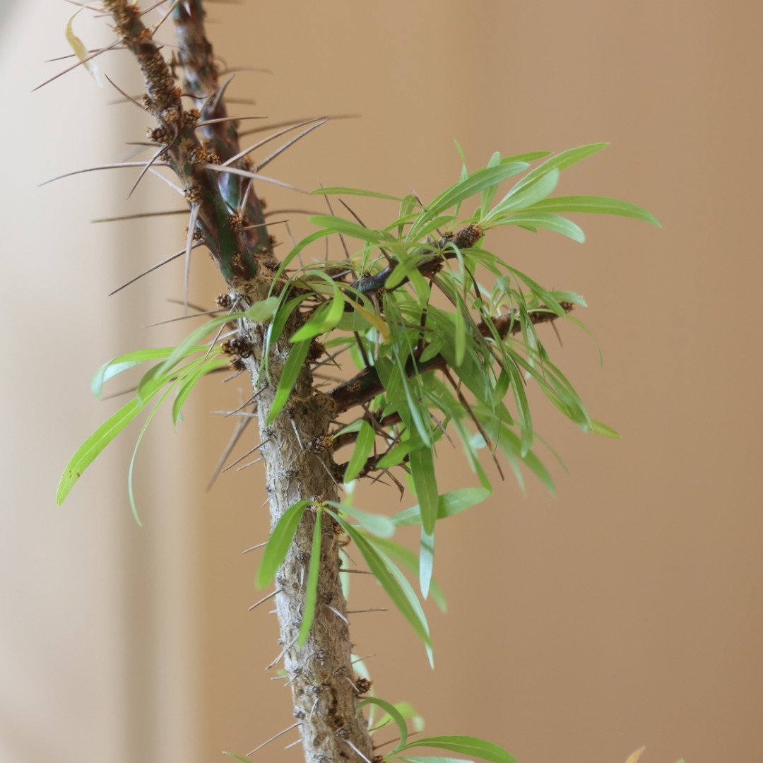 Fouquieria purpusii × N/OH no.228-4 | 芽の巣山