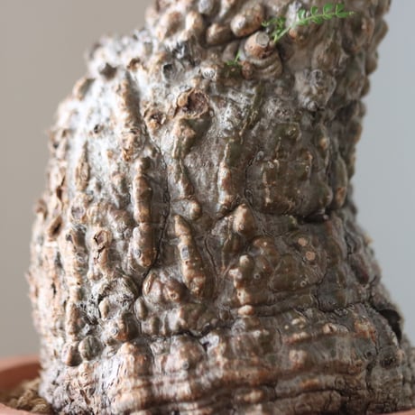 Operculicarya pachypus × N/OH     no.51235