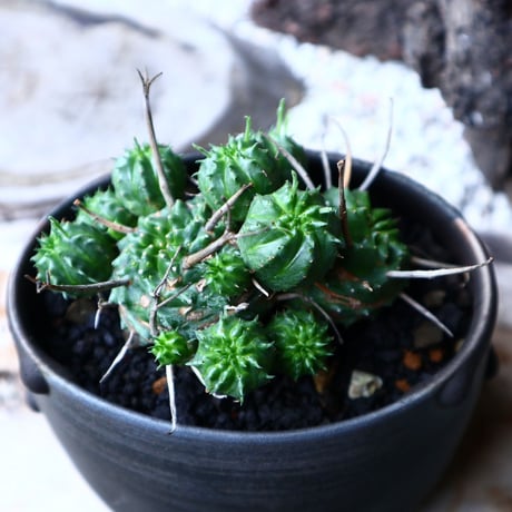 ユーフォルビア  仔吹きバリダ    Euphorbia valida   no.71423