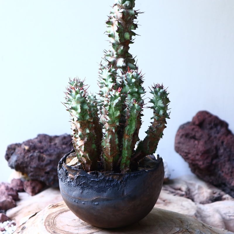 ☆良質☆ユーフォルビア　horrida f. crestata Euphorbia horrida f. crestata - Giromagi Cactus and Succulents