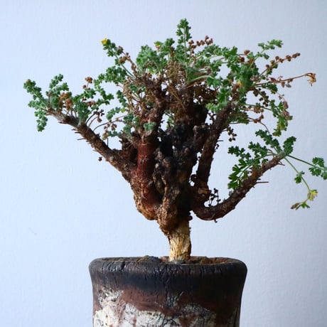 ペラルゴニム   アルテルナンス  Pelargonium alternans  No.015
