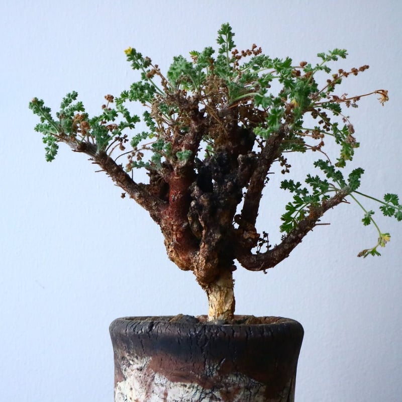 ペラルゴニム アルテルナンス Pelargonium alternans No.015