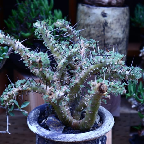 サルコカウロン  ヘレー／Sarcocaulon herrei     no.60633