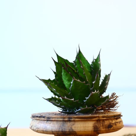 Agave horrida / Style of Chika   no.1015/83